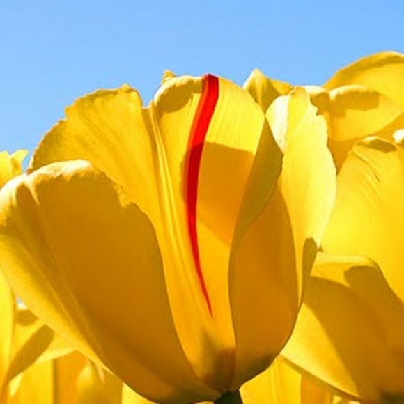 Meet your Posher, Cheree - Picture 1 of 1